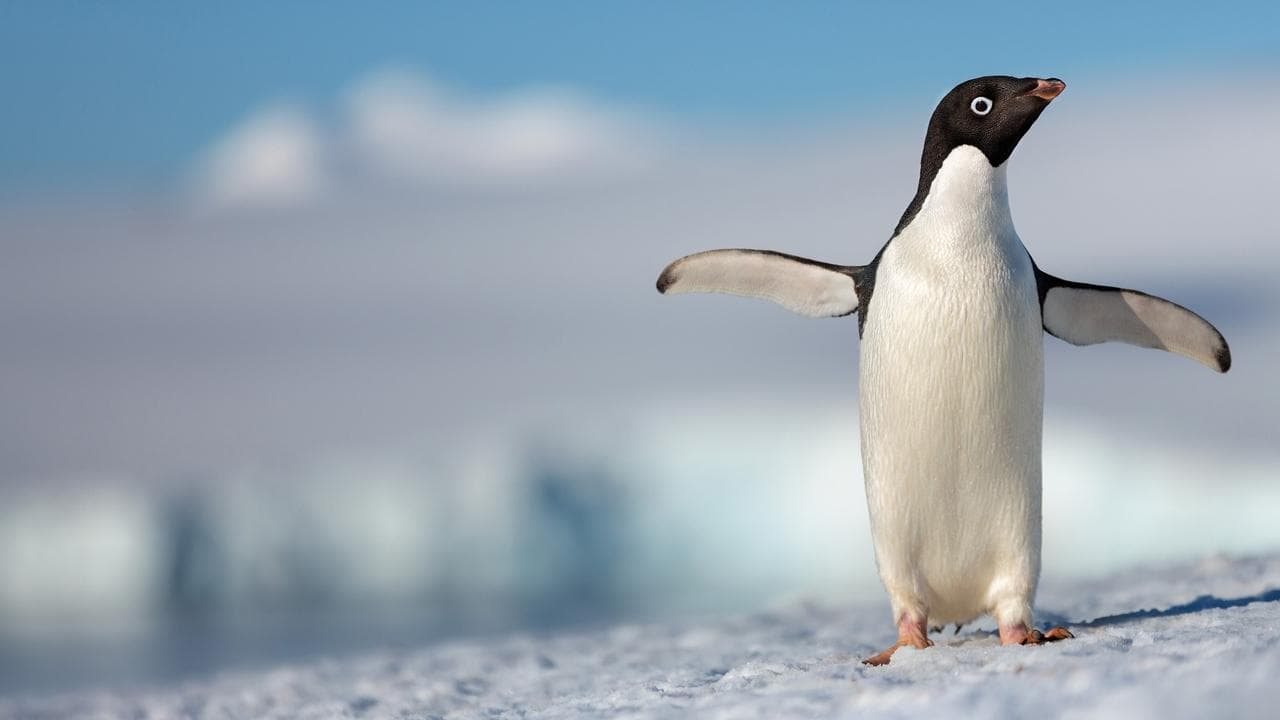 Penguenler