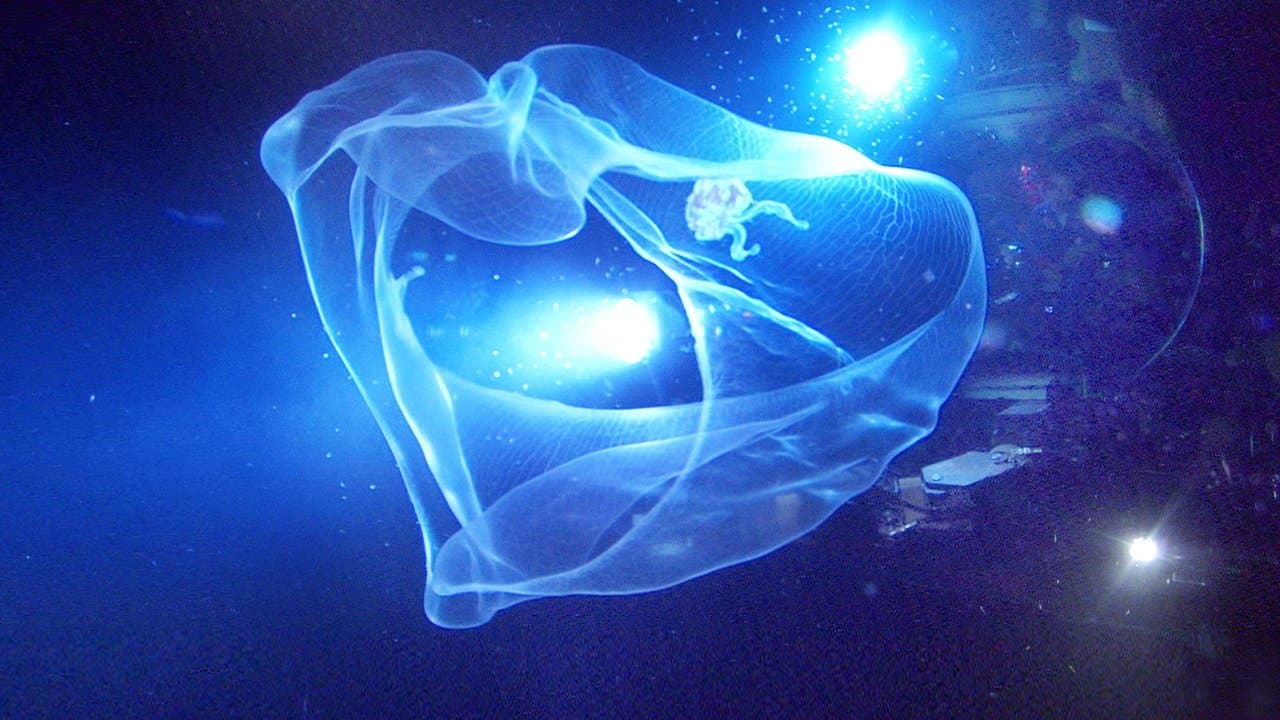 Sualtı Yaratıkları