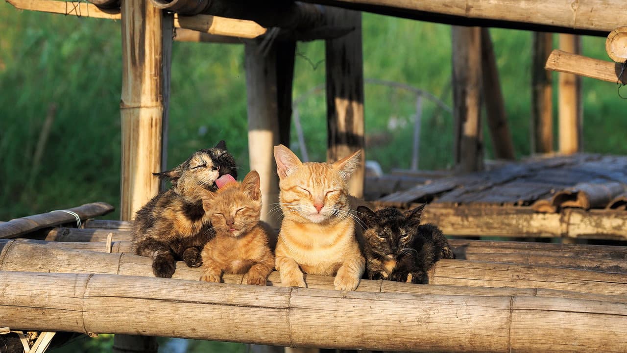 岩合光昭の世界ネコ歩き