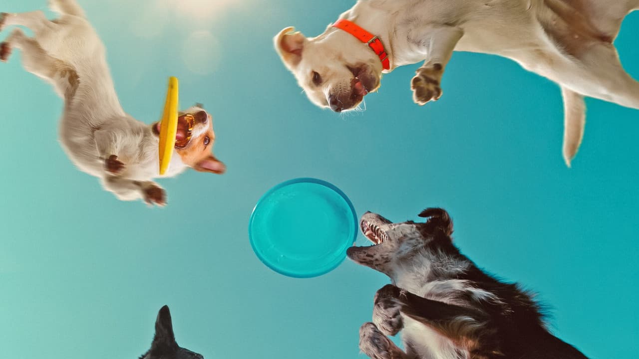 Köpeklerin Aklından Neler Geçiyor?