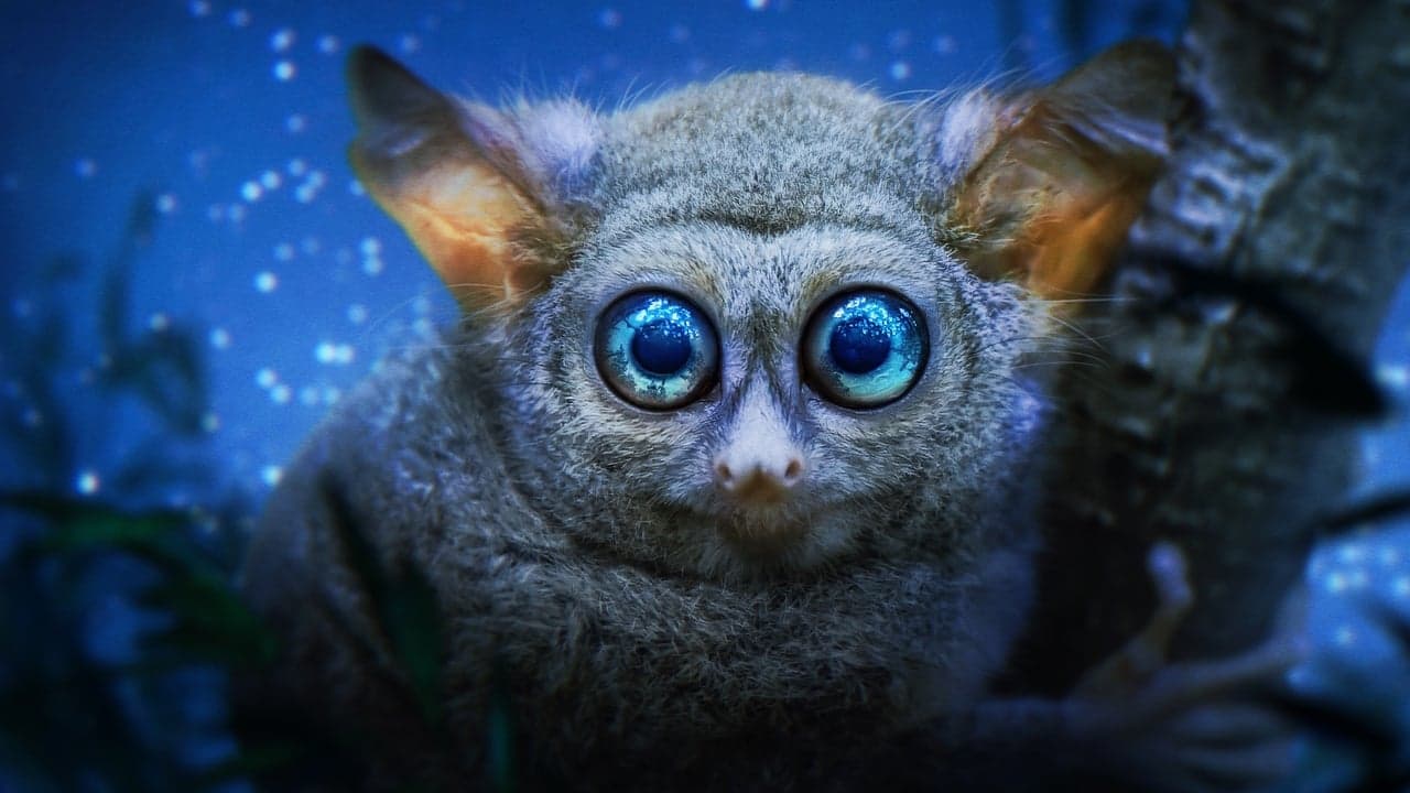 Earth at Night in Colour