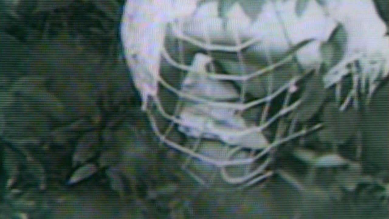 ギニーピッグ 悪魔の実験